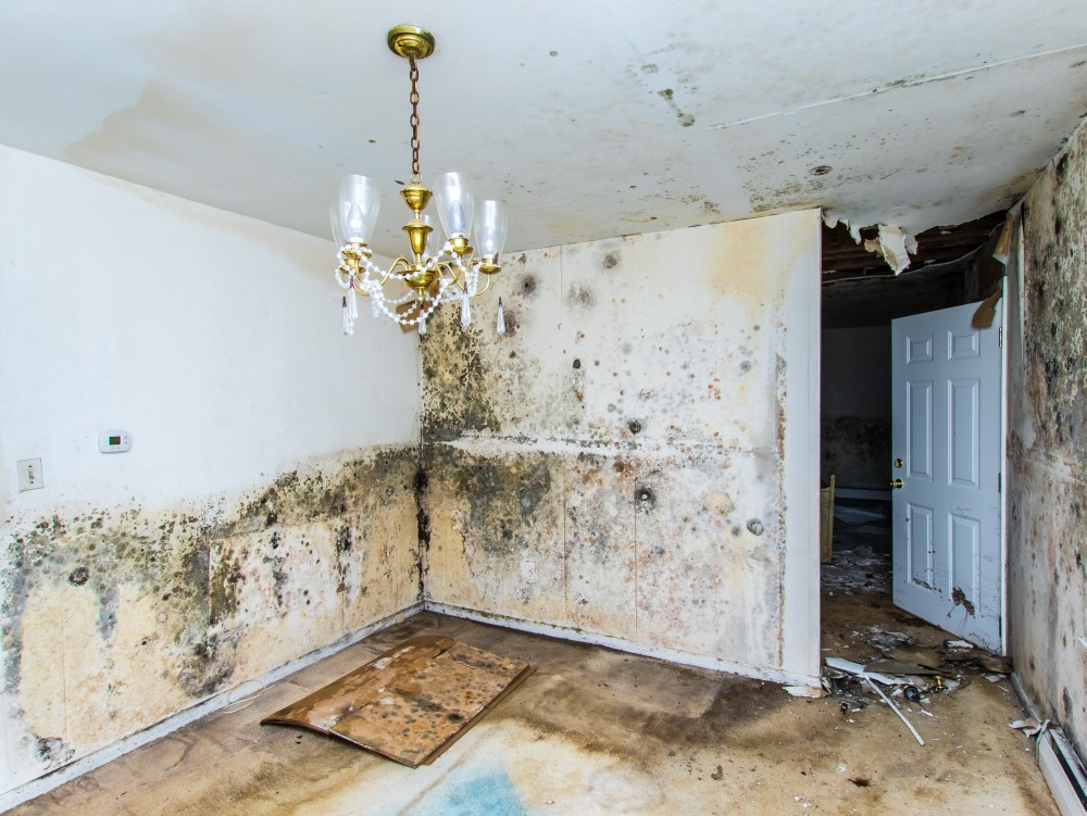 Mold Damage Miami, FL